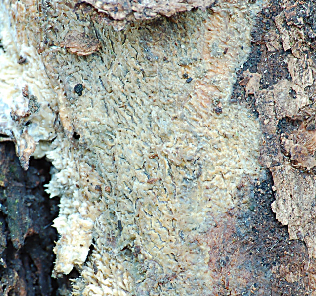 cose strane da determinare(funghi) (Radulomyces molaris)